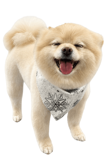 Miss D Grooms logo with pets and grooming shears